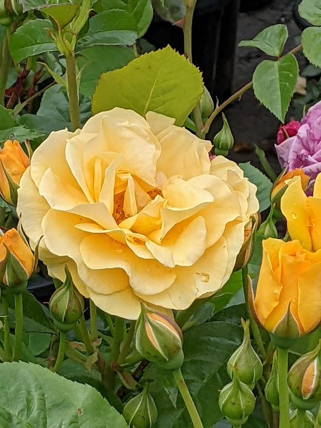 Photo of Floribunda Rose (Rosa 'Julia Child') uploaded by Joy