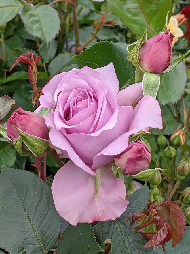 Photo of Rose (Rosa 'Love Song 2011') uploaded by Joy