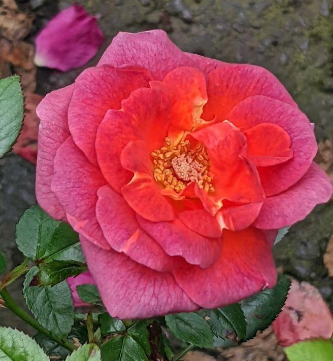 Photo of Rose (Rosa 'Smoke Rings') uploaded by Joy