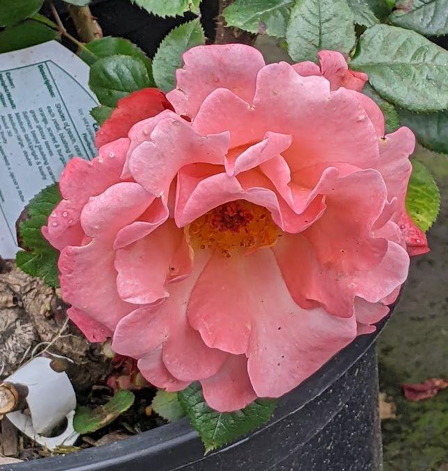 Photo of Rose (Rosa 'Colorific') uploaded by Joy