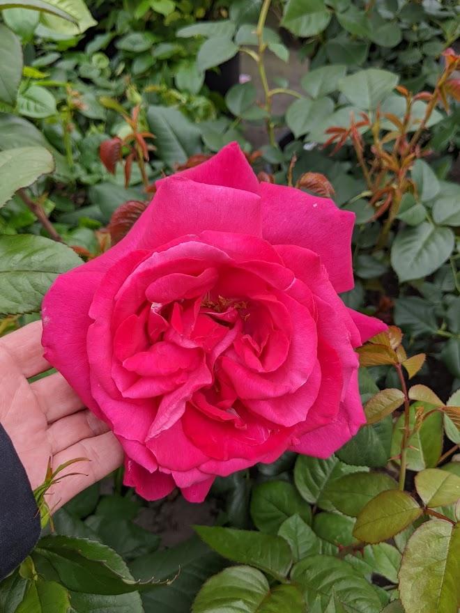 Photo of Rose (Rosa 'Grande Dame') uploaded by Joy