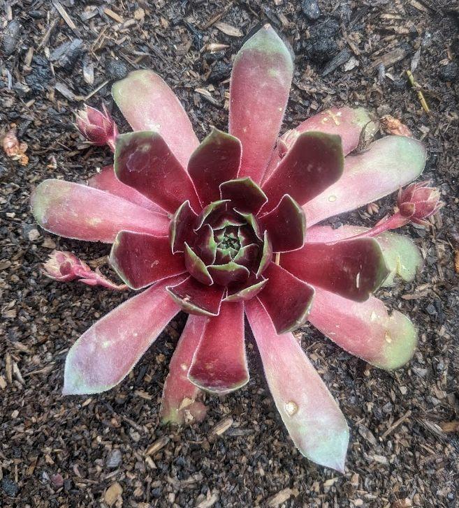 Photo of Hen and Chicks (Sempervivum 'Hopewell') uploaded by Joy