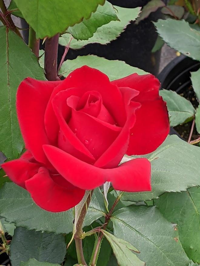 Photo of Rose (Rosa 'Olympiad') uploaded by Joy