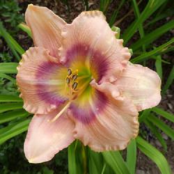 Location: my garden in Dawsonville, GA (zone 7b north Geogia mountains)
Date: 2022-06-06
NoID 019, possibly from Jungle Paradise Daylilies