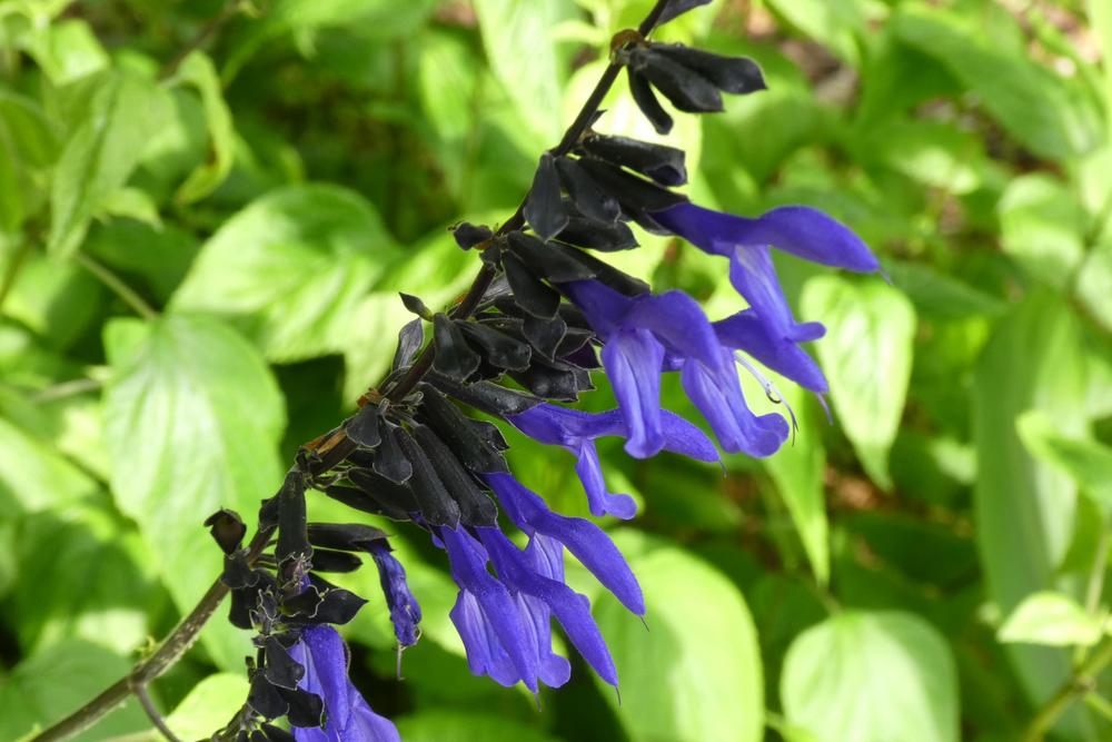 Photo of Anise-Scented Sage (Salvia coerulea 'Black and Blue') uploaded by LoriMT