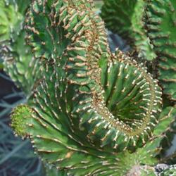 Location: Green Spring Gardens, Alexandria, Virginia, US
Date: 2018-07-26
Coral cactus (Euphorbia lactea 'Cristata'). Called Crested elkhor