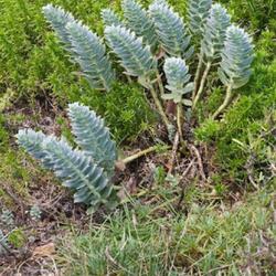 Location: Green Spring Gardens, Alexandria, Virginia, US
Date: 2014-09-04
Myrtle spurge (Euphorbia myrsinites). Called Blue spurge and Broa