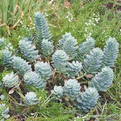 Location: Green Spring Gardens, Alexandria, Virginia, US
Date: 2014-09-04
Myrtle spurge (Euphorbia myrsinites). Called Blue spurge and Broa