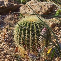 Location: Green Spring Gardens, Alexandria, Virginia, US
Date: 2017-08-20
Golden barrel cactus (Echinocactus grusonii). Called Golden ball 