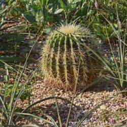 Location: Green Spring Gardens, Alexandria, Virginia, US
Date: 2017-08-20
Golden barrel cactus (Echinocactus grusonii). Called Golden ball 