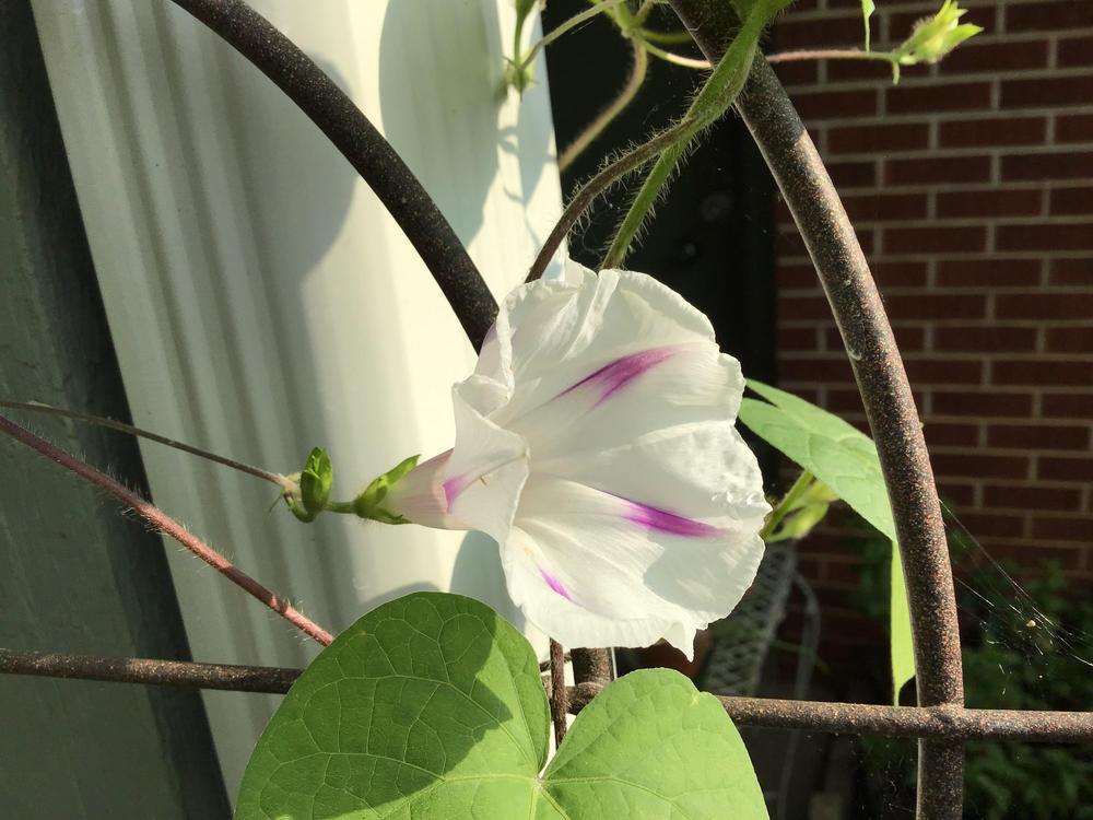 Photo of Morning Glory (Ipomoea 'Early Call Mixed') uploaded by gardenfish