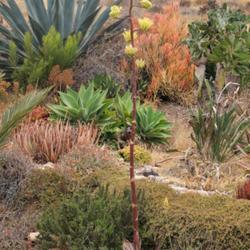 Location: Baja California
Date: 2022-06-08
Flowering in June