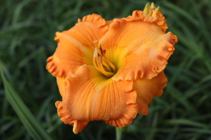 Photo of Daylily (Hemerocallis 'Orange Blossom Trail') uploaded by Hembrain