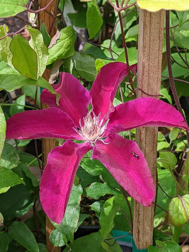 Photo of Clematis 'Kilian Donahue' uploaded by Joy
