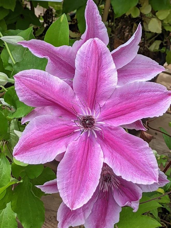 Photo of Clematis Yuan™ uploaded by Joy