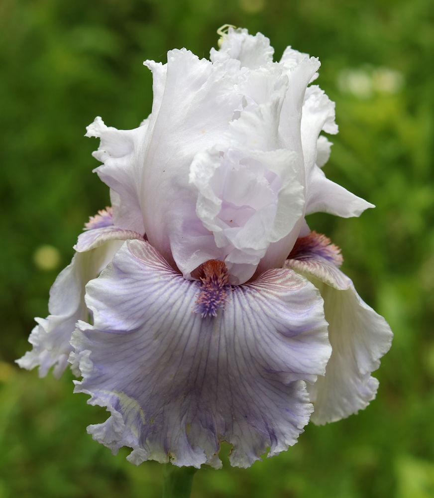 Photo of Tall Bearded Iris (Iris 'Lavender Fizz') uploaded by MShadow