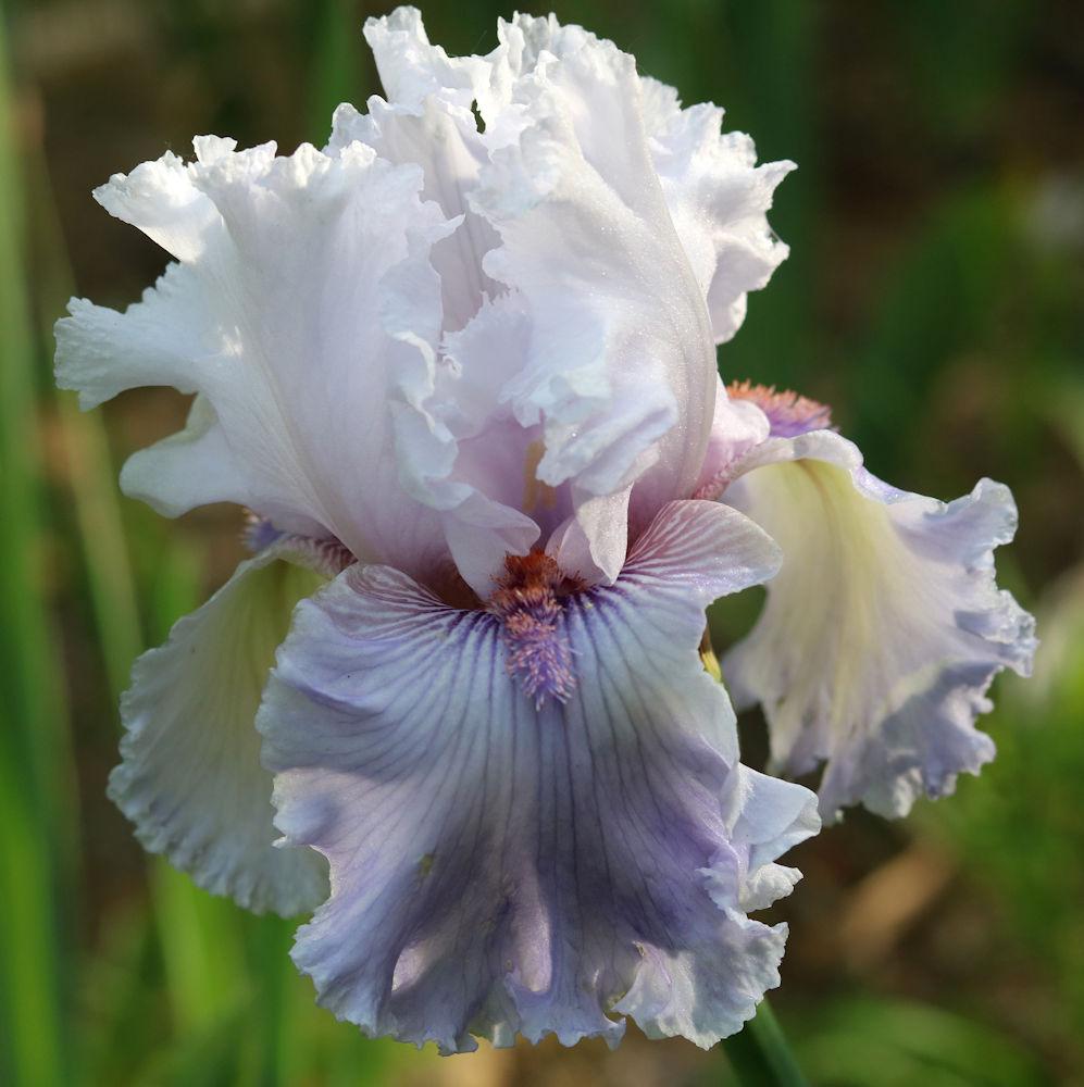 Photo of Tall Bearded Iris (Iris 'Lavender Fizz') uploaded by MShadow