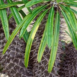 Location: Green Spring Gardens, Alexandria, Virginia, US
Date: 2019-09-02
Madagascar palm (Pachypodium lamerei)
