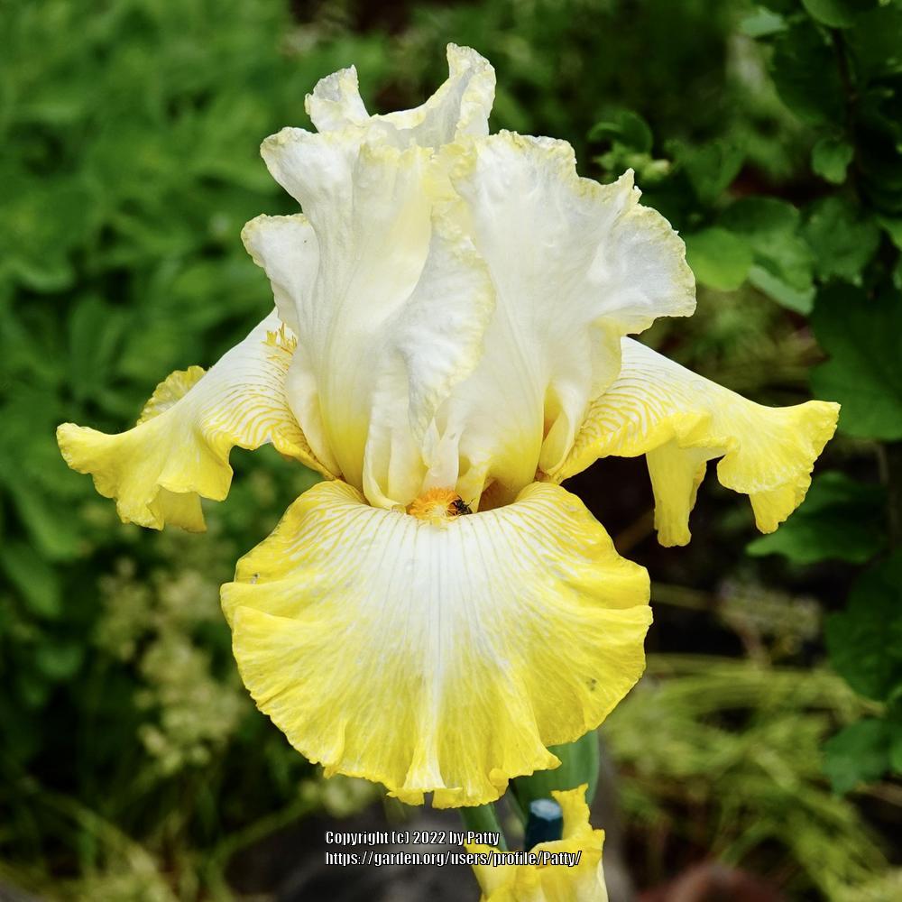 Photo of Tall Bearded Iris (Iris 'Zesting Lemons') uploaded by Patty