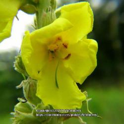 Location: Southern Pines, NC
Date: June 8, 2022
Common mullein #39; RAB p.944, 166-12-3 ; LHB p. 888, 179-7-5, "C