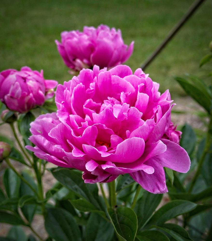 Photo of Garden Peony (Paeonia 'Rozella') uploaded by frankrichards16
