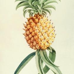 
Date: c. 1773
illustration [as Bromelia ananas] by Georges Ehret from Trew's 'P
