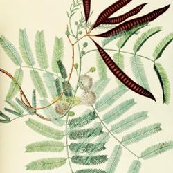 
Date: c. 1773
illustration [as Mimosa glauca] by Georges Ehret from Trew's 'Pla