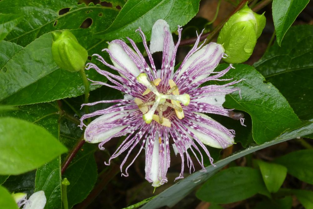 Photo of Maypop (Passiflora incarnata) uploaded by LoriMT