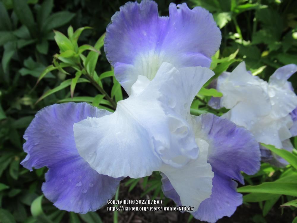 Photo of Irises (Iris) uploaded by NJBob