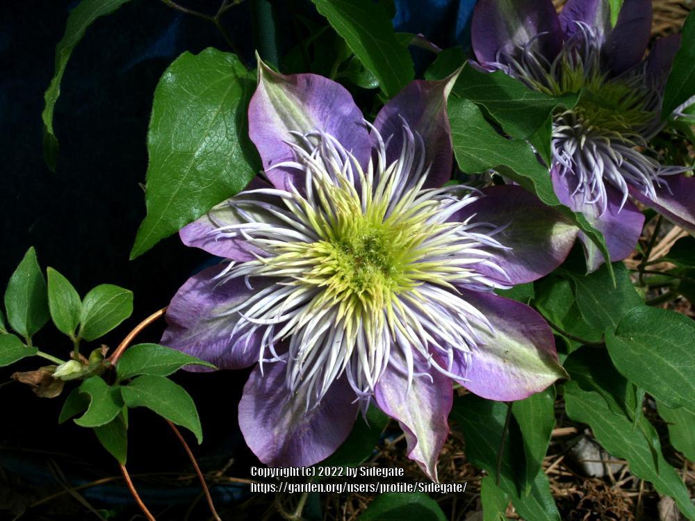 Photo of Clematis Crystal Fountain™ uploaded by Sidegate