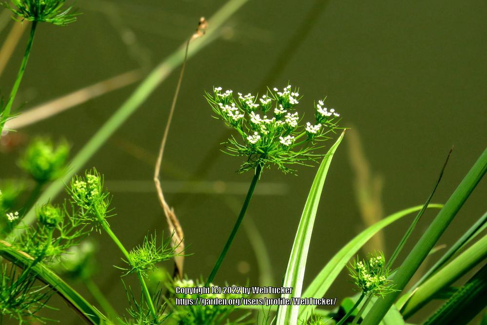 Photo of Mock Bishop's Weed (Ptilimnium capillaceum) uploaded by WebTucker