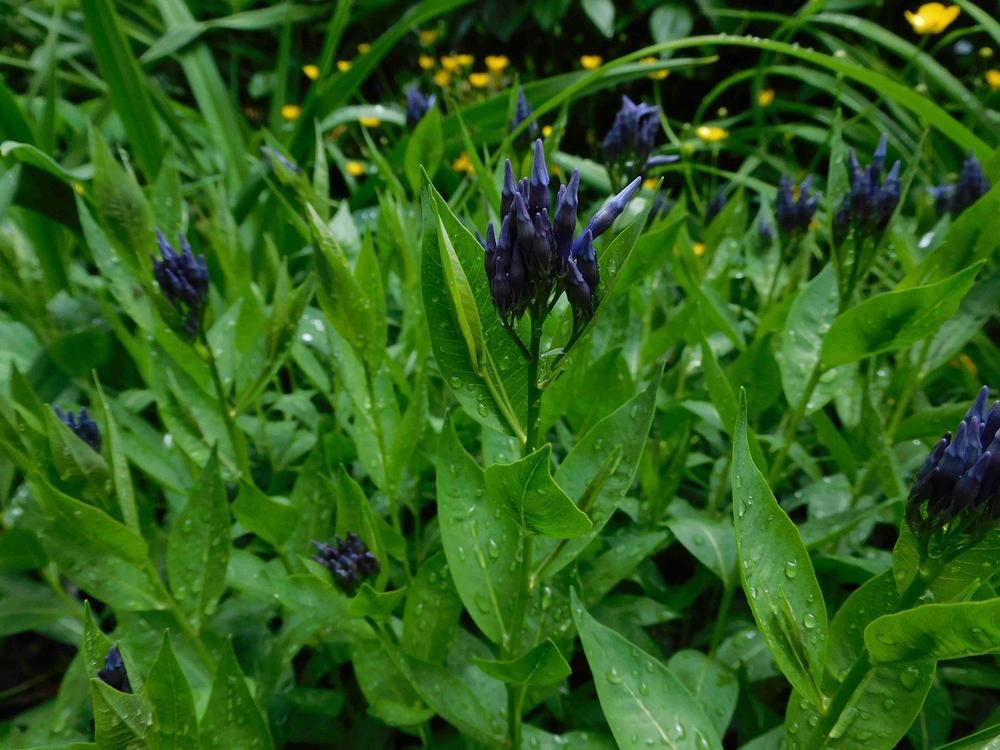 Photo of Blue Star (Amsonia 'Blue Ice') uploaded by adknative