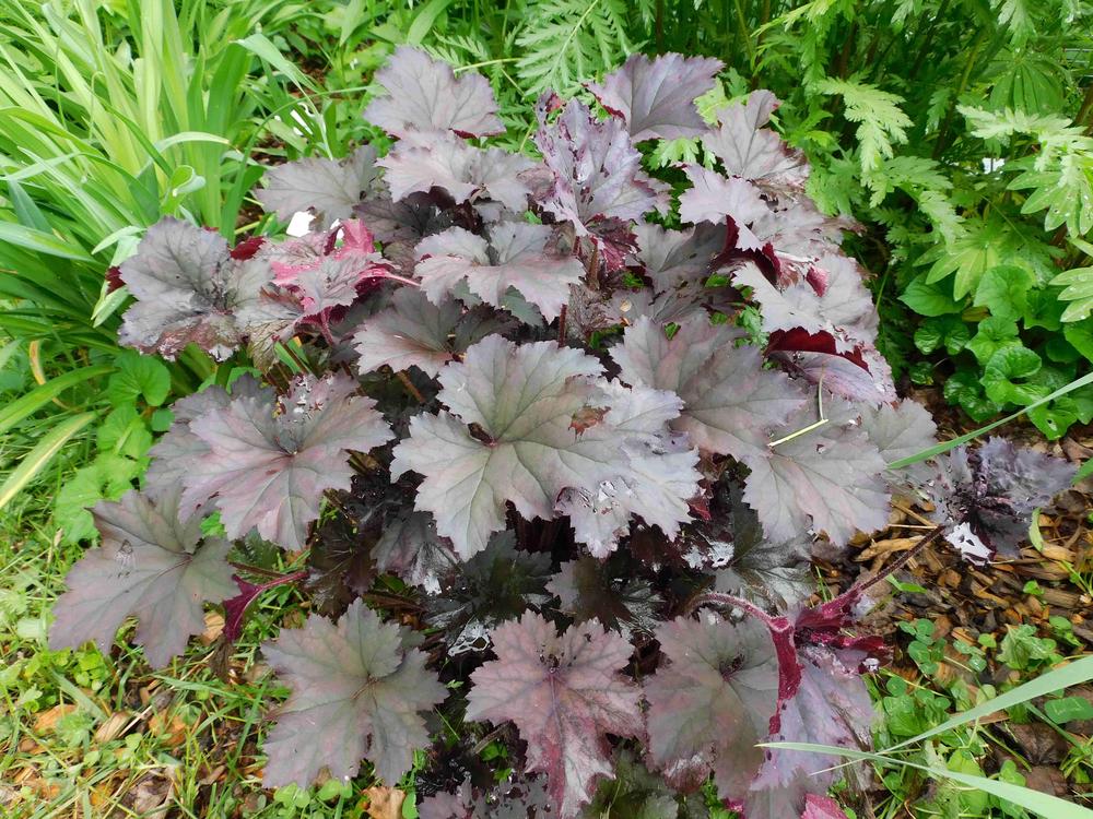 Photo of Coral Bells (Heuchera 'Frosted Violet') uploaded by adknative
