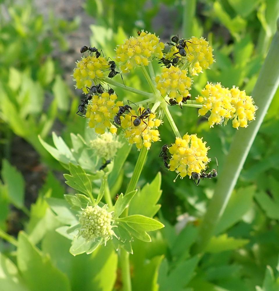Photo of Lovage (Levisticum officinale) uploaded by gardengus