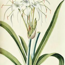 
Date: c. 1773
illustration [as Pancratium americanum] by Georges Ehret from Tre