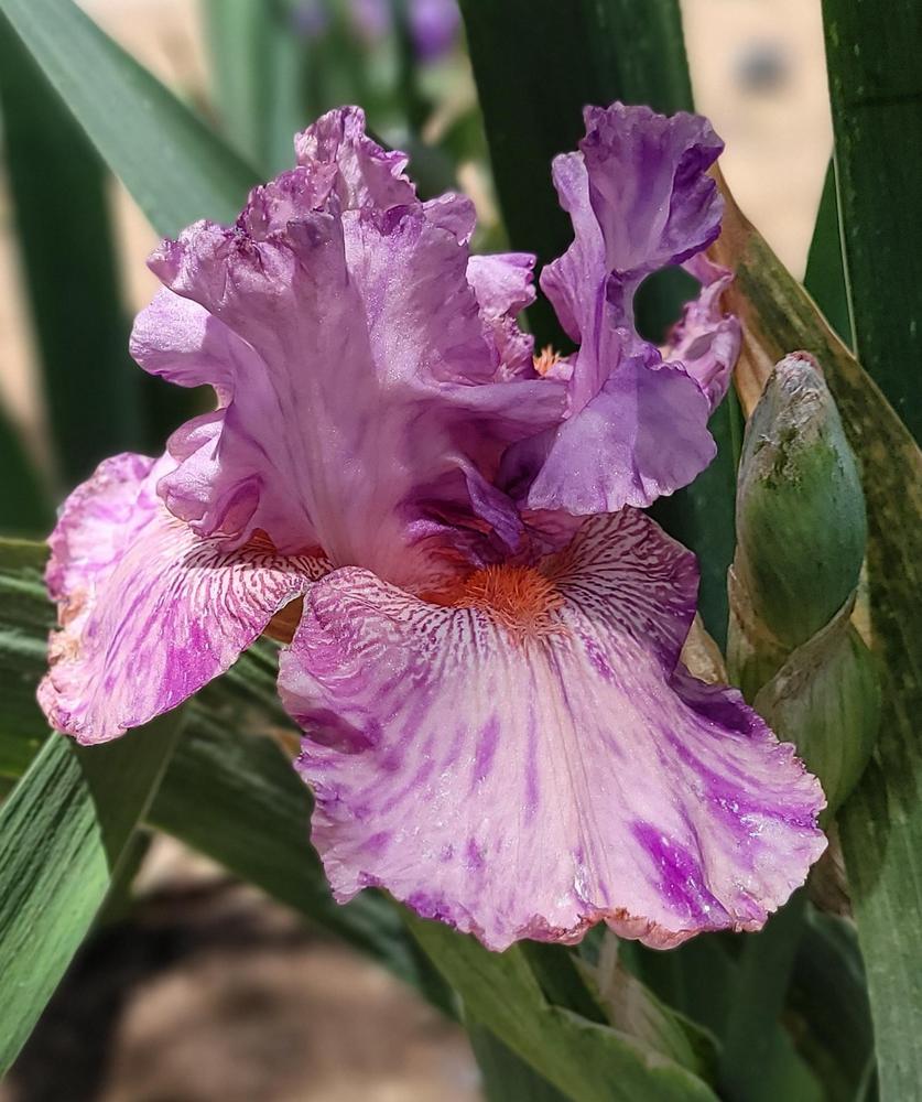 Photo of Tall Bearded Iris (Iris 'Squid Squirt') uploaded by Bitoftrouble