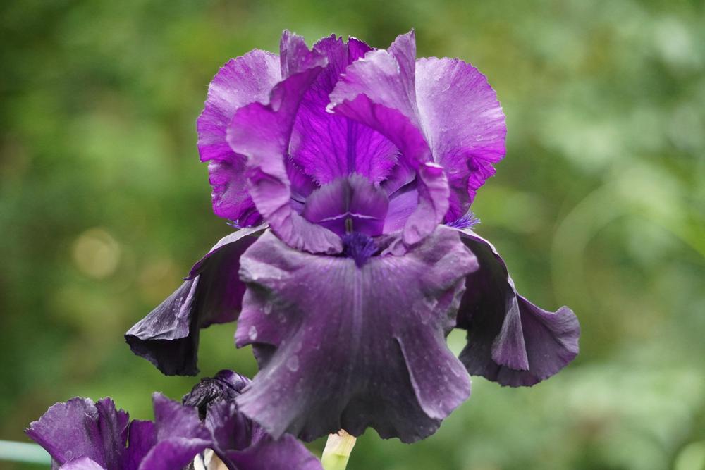 Photo of Tall Bearded Iris (Iris 'Hello Darkness') uploaded by D3LL