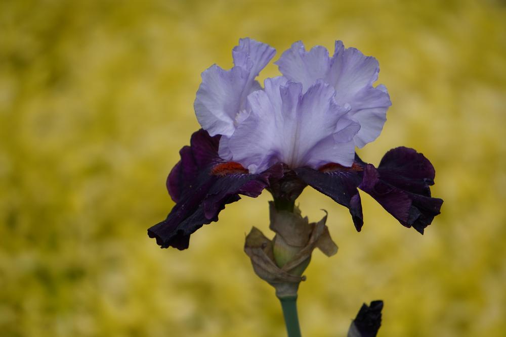 Photo of Tall Bearded Iris (Iris 'Full Figured') uploaded by D3LL