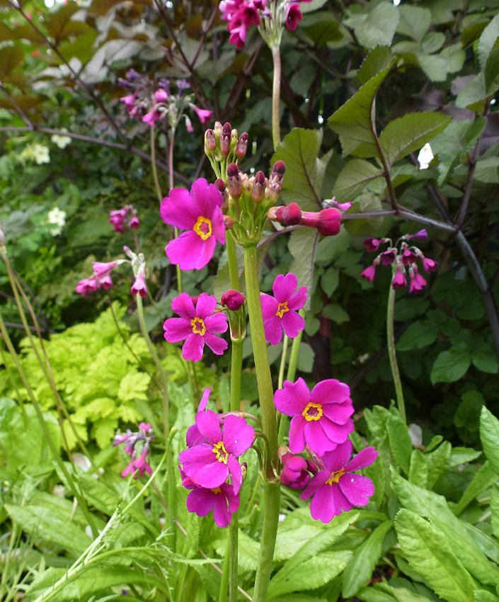 Photo of Candelabra Primrose (Primula poissonii) uploaded by Joy