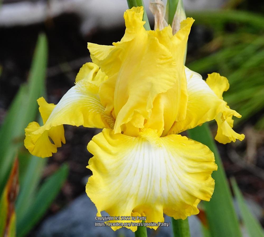 Photo of Tall Bearded Iris (Iris 'That's All Folks') uploaded by Patty