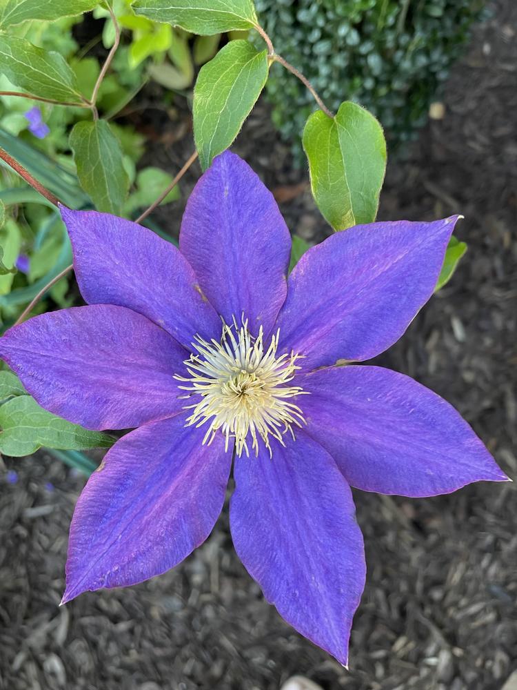 Photo of Clematis 'H.F. Young' uploaded by Silvana