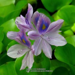 Location: Southern Pines, NC (Boyd House garden pond)
Date: June 10, 2022
Water hyacinth #196.this; RAB page 272, 39-1-1; LHB page 199, 32-