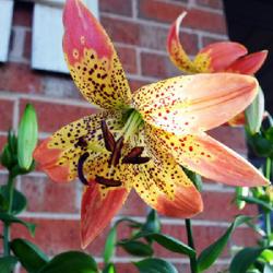 Location: In my garden in Oklahoma City, OK
Date: 2022-06-09
Fusion Lily II