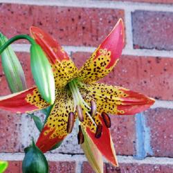 Location: In my garden in Oklahoma City, OK
Date: 2022-06-09
Fusion Lily