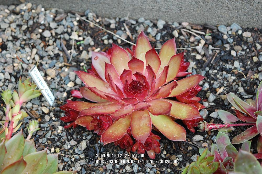 Photo of Hen and Chicks (Sempervivum 'Copper Canyon') uploaded by valleylynn