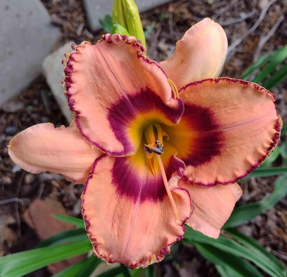 Photo of Daylily (Hemerocallis 'South of the Border') uploaded by Bloombuddie
