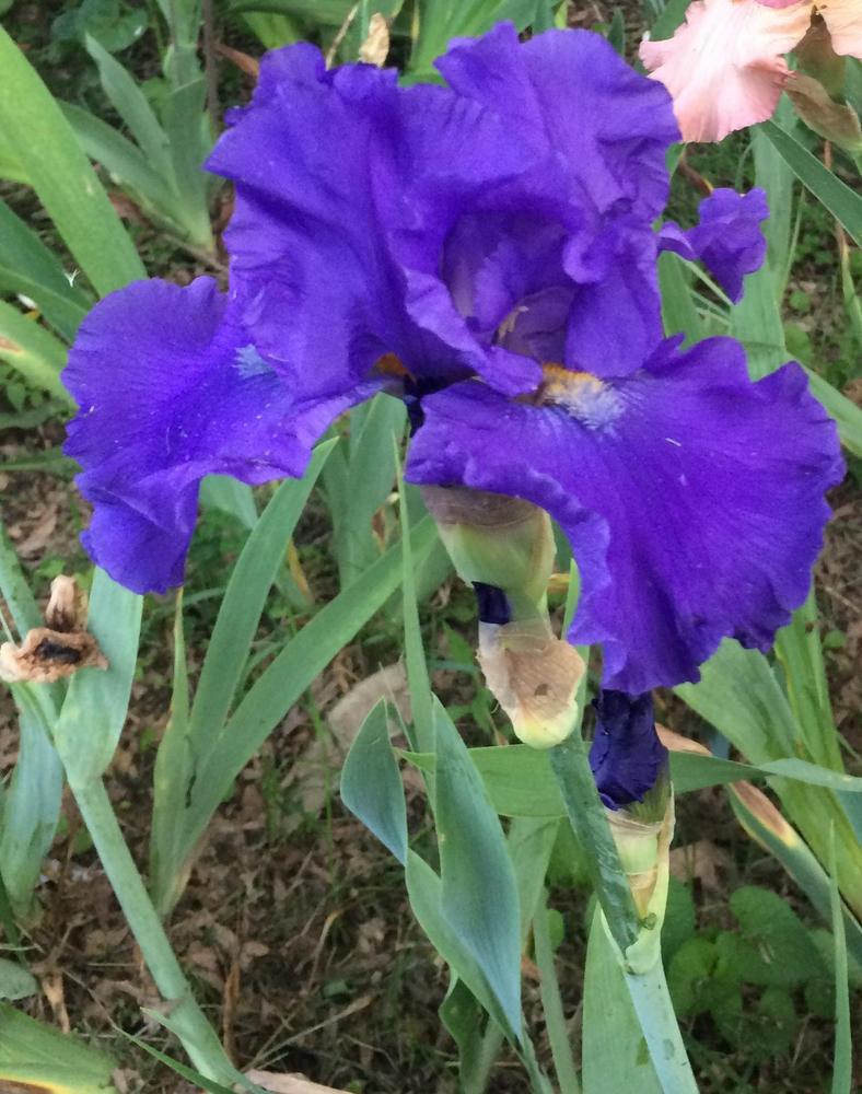 Photo of Tall Bearded Iris (Iris 'Blue Suede Shoes') uploaded by DonnaKribs