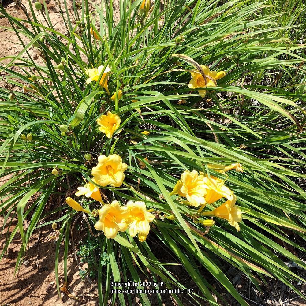 Photo of Daylily (Hemerocallis 'Stella de Oro') uploaded by FPF