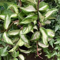 Location: Tampa, Florida
Date: 2022-06-11
Hoya Compacta Variegated spotted at our big box store.