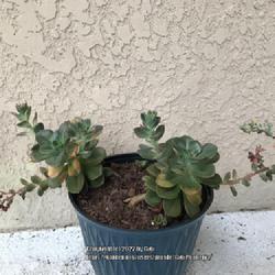 Location: My garden in Tampa, Florida
Date: 2022-06-10
My Echeveria is now looking good after being in combo pots for ma